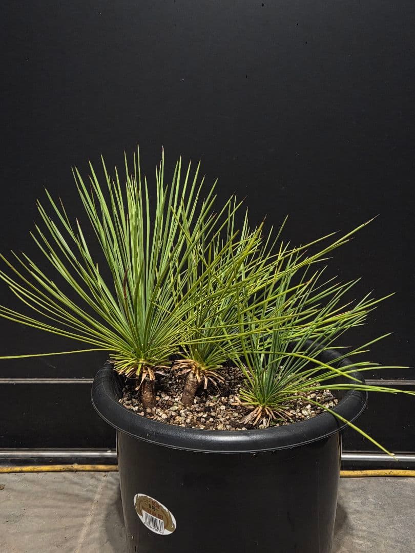 専用出品 ユッカ リネアリフォリア (ち) 3頭