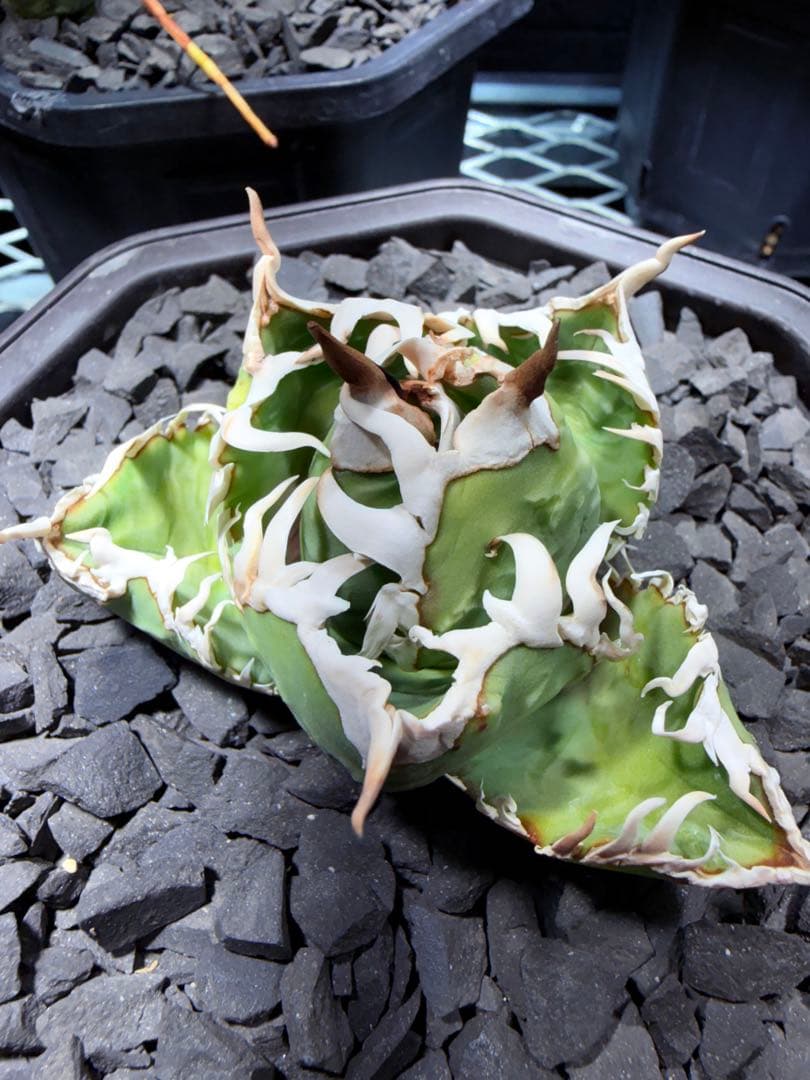 アガベ　チタノタ　オアハカ子株