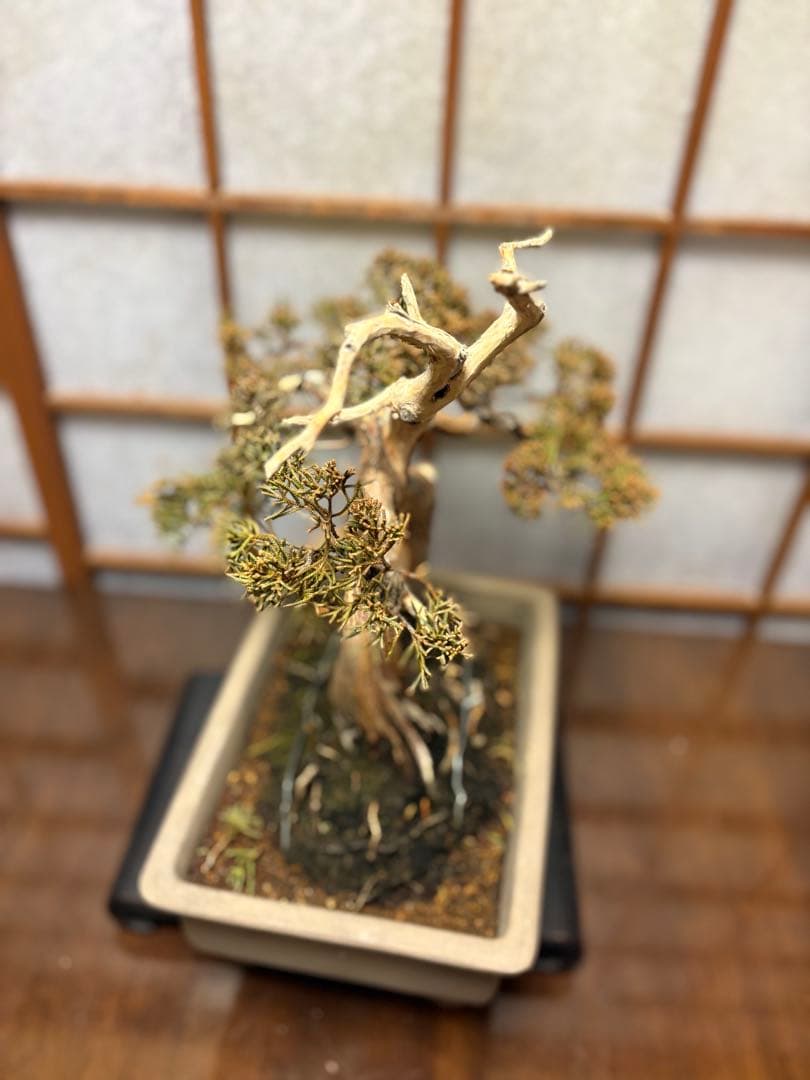 真柏盆栽❗️しなやかな動き❗️太木❗️春には綺麗な色に戻ります！