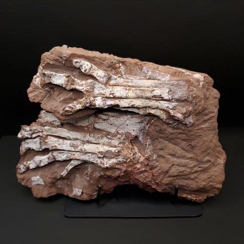 オヴィラプトル類 足 骨 本物 化石 中国産 208.95mm fr155