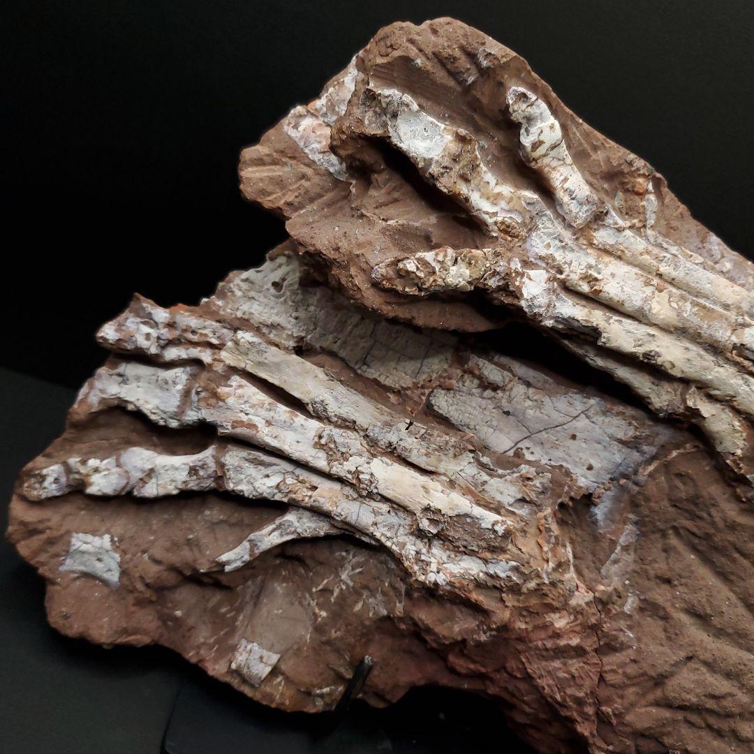 オヴィラプトル類 足 骨 本物 化石 中国産 208.95mm fr155