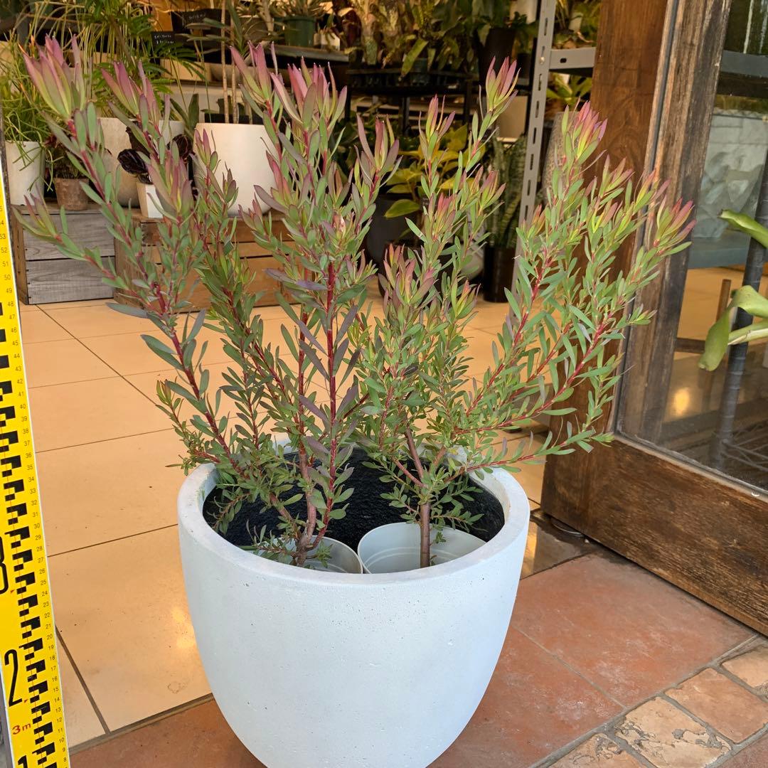 リューカデンドロン エイミー ファイバー鉢