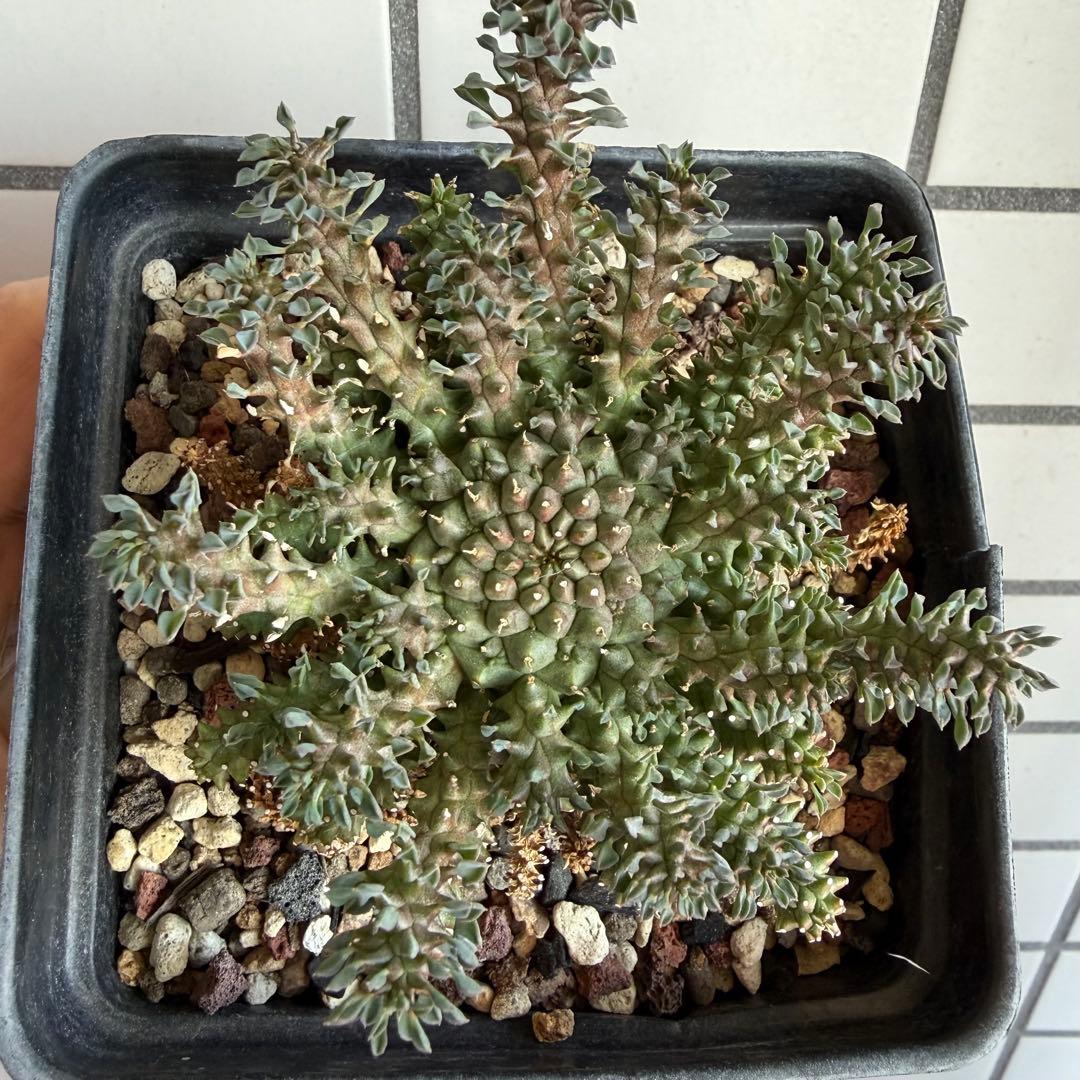 タコモノ ユーフォルビア アトロビリディス 実生