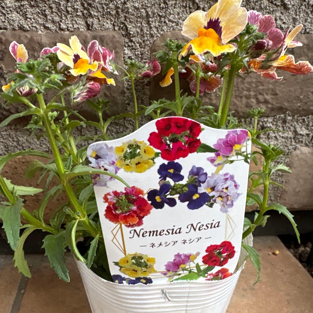 ネメシア・ネシア