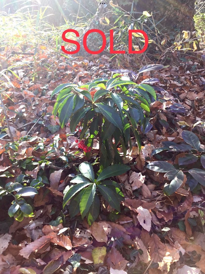 【縁起木/縁起物】大サイズ【野生の万両/マンリョウ】天然/里山自生/元気いっぱい