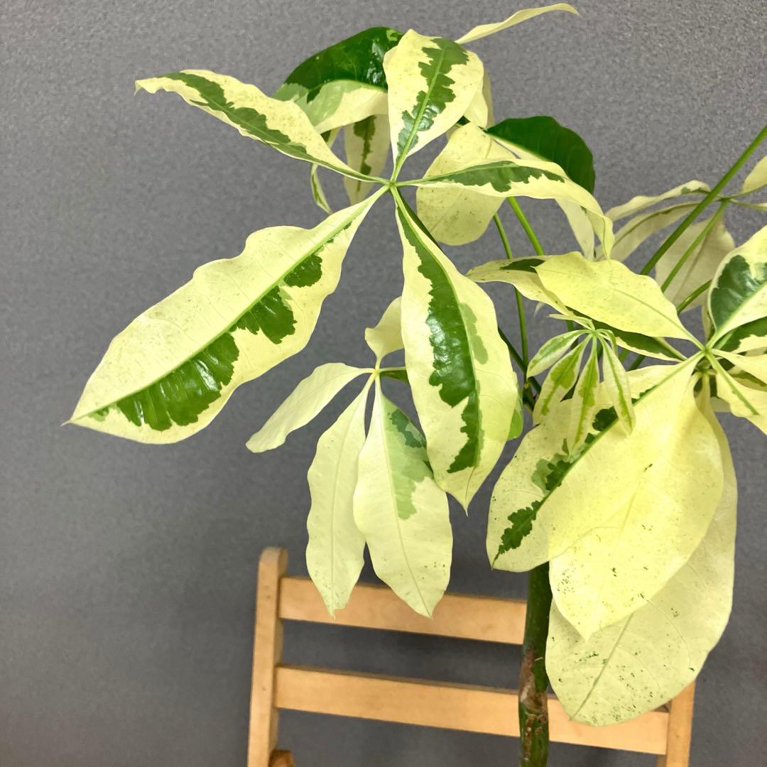 超絶希少❗️希少な白斑❗️幹曲がり❗️パキラ　ムーンライト　実生✨