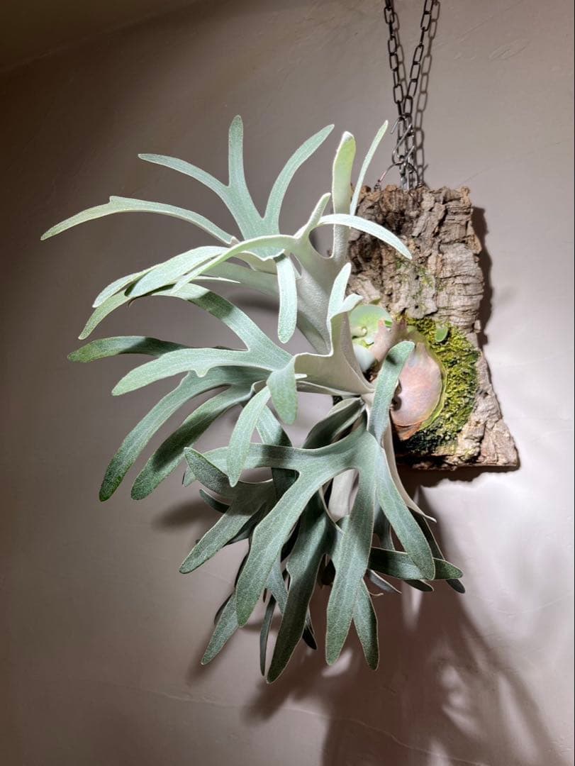 P.Elsa OC エルサ　オリジナルからの株分け子株