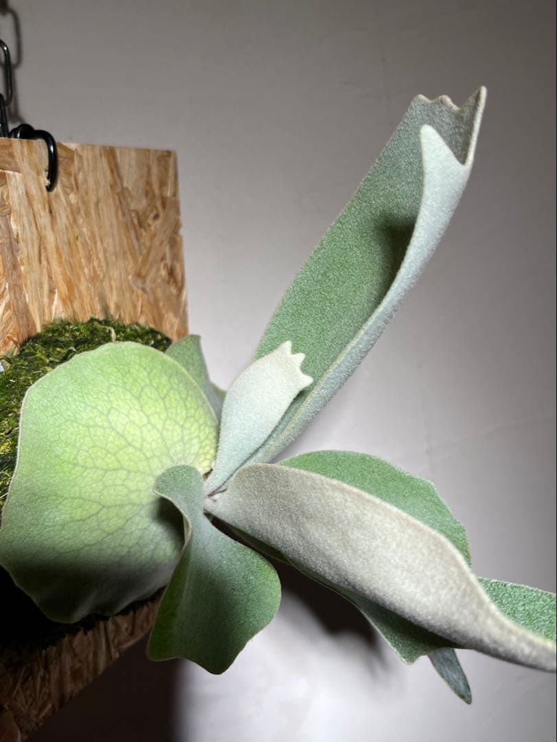 P.Elsa OC エルサ　オリジナルからの株分け子株