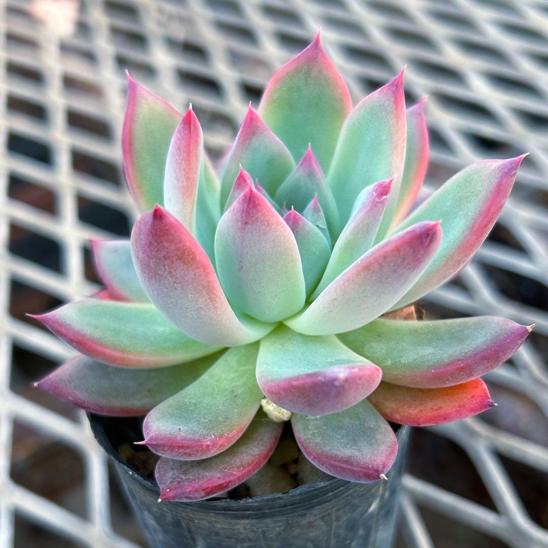 エケベリア　二瓶リンゼアナ　ニヘイリンゼアナ　多肉植物　抜き苗