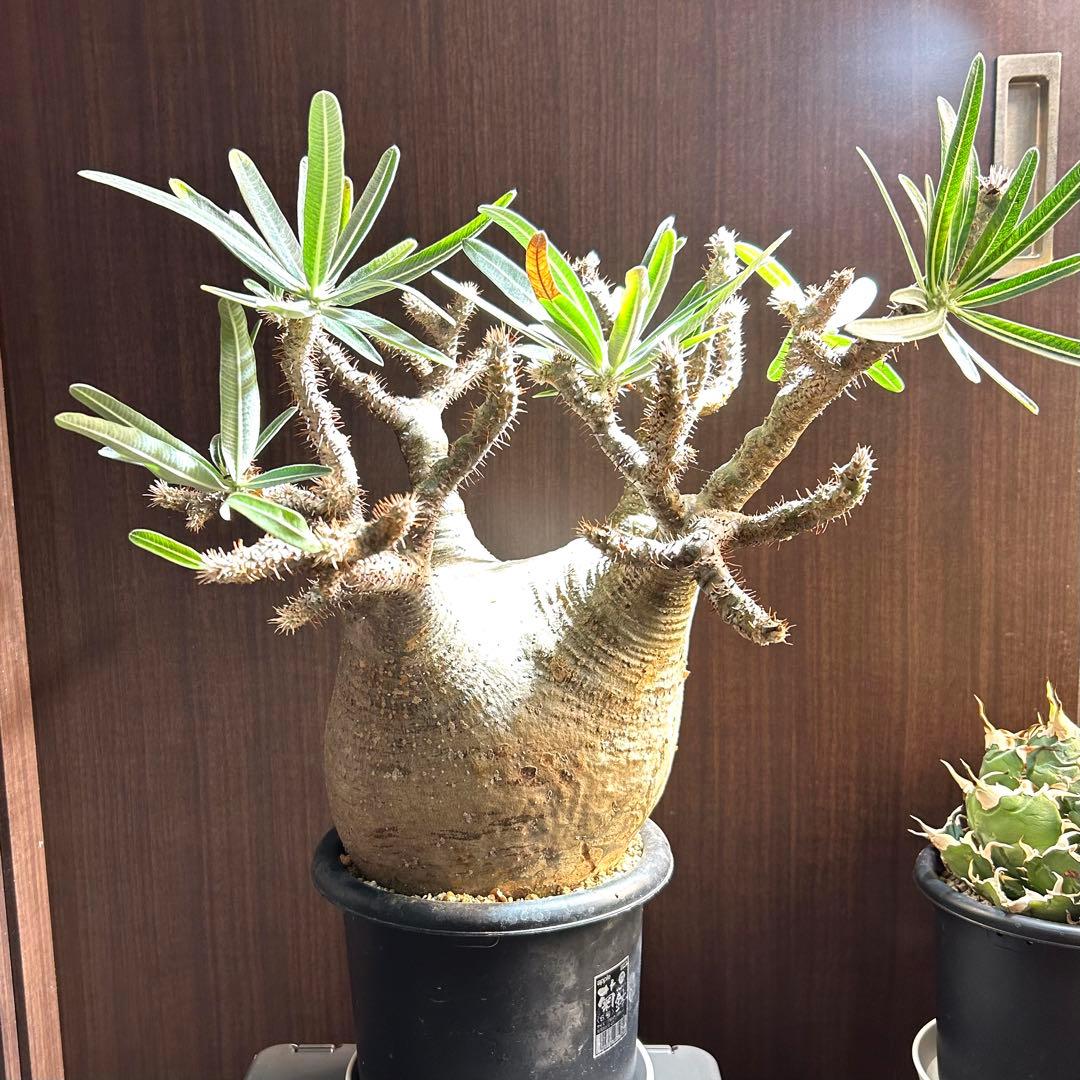 【20㎝超大美株】グラキリス パキポディウム 発根済現地株 塊根 コレクション