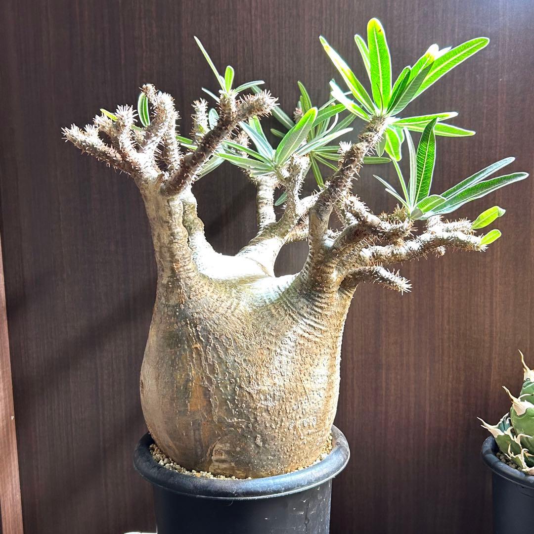 【20㎝超大美株】グラキリス パキポディウム 発根済現地株 塊根 コレクション