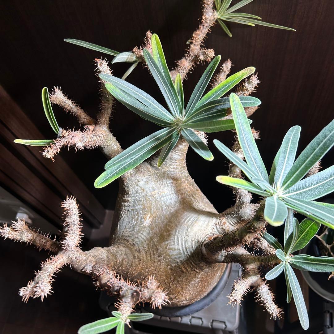 【20㎝超大美株】グラキリス パキポディウム 発根済現地株 塊根 コレクション