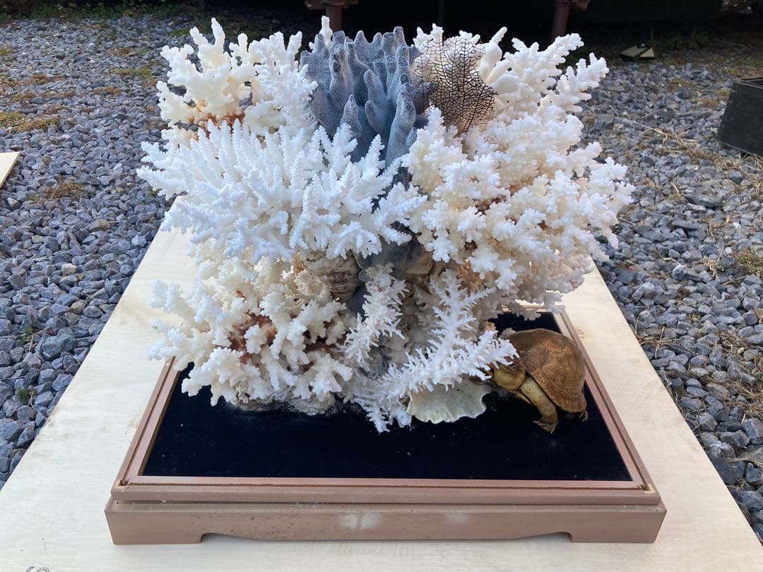 ホワイトサンゴの置物 亀付き