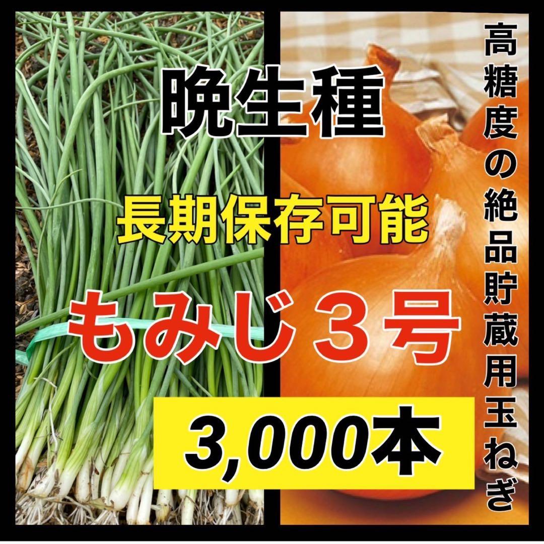 苗の専門店発送‼️晩生種玉ねぎ苗‼️もみじ3号‼️3000本‼️玉ねぎ苗