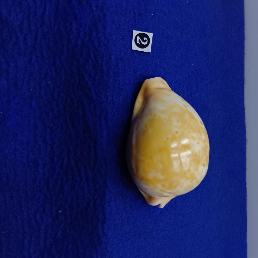 ②-1貝標本ウスアカネダカラ