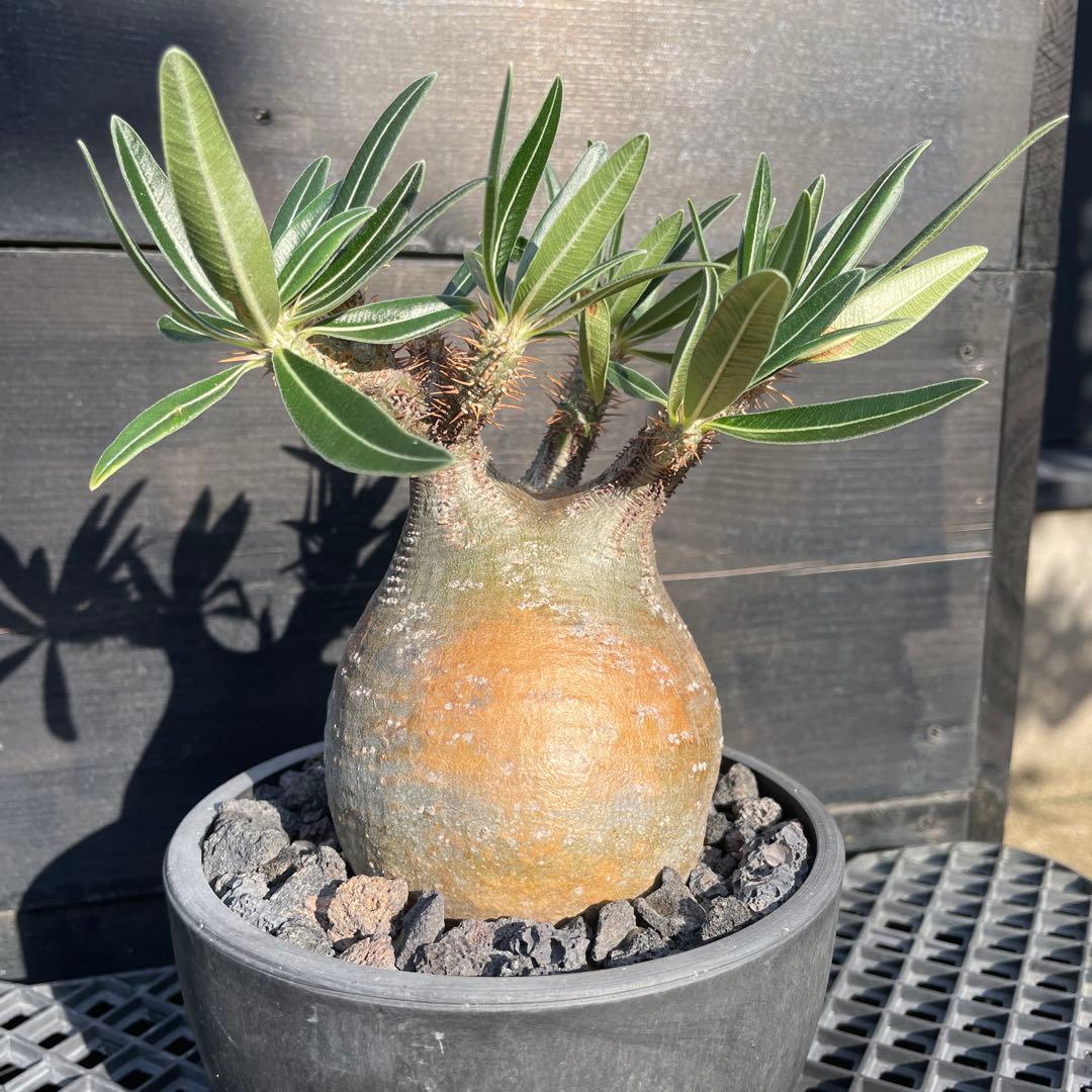 β*★様 【現地球美形】パキポデウム・グラキリス