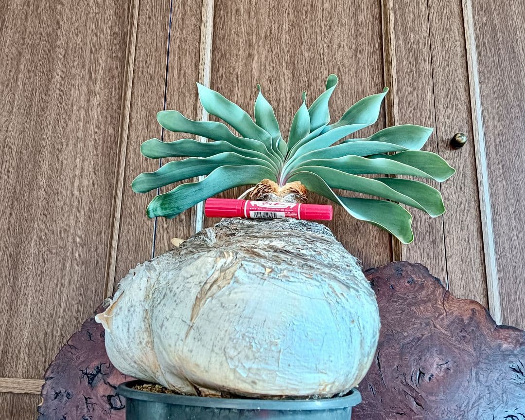 超特大株　ブーファン　ハエマンソイデス　ハエマントイデス