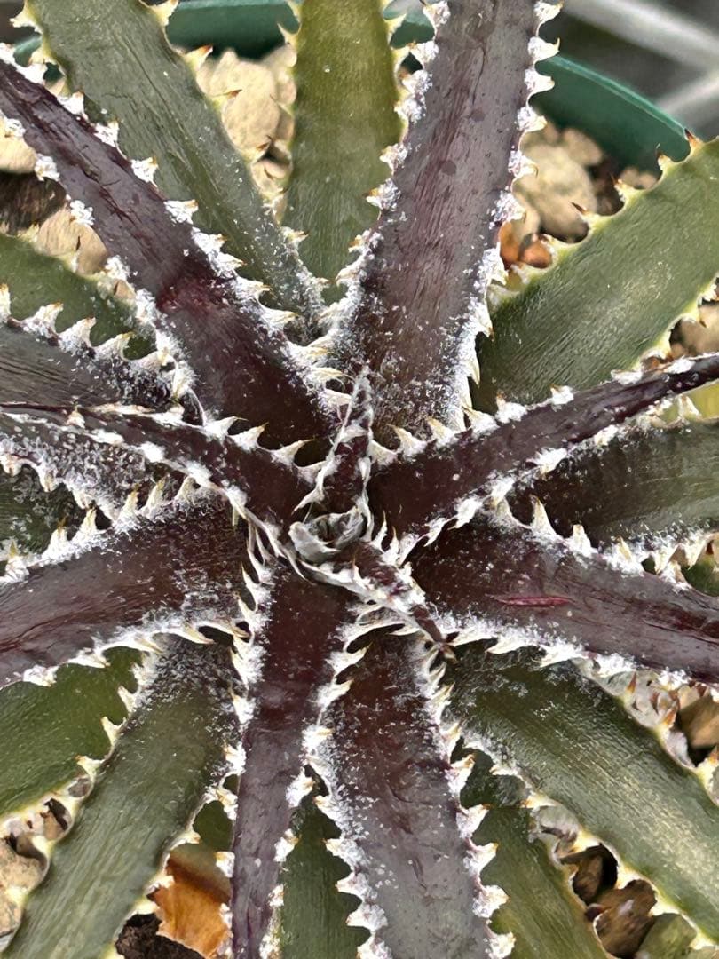 DBディッキア Dyckia Bill Baker hybrid #234