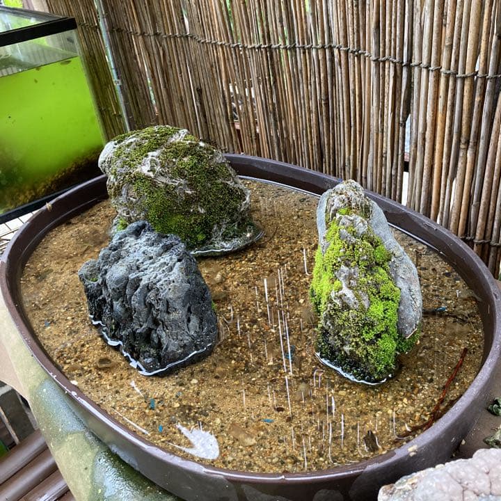 盆石【A】【B】【C】3点セット+鉢付き