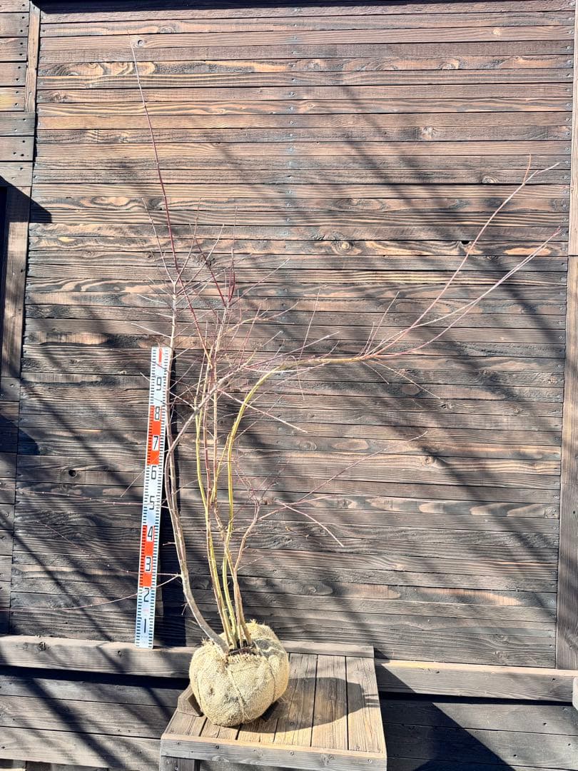 イロハモミジ/株立ち【現品発送】管理80020