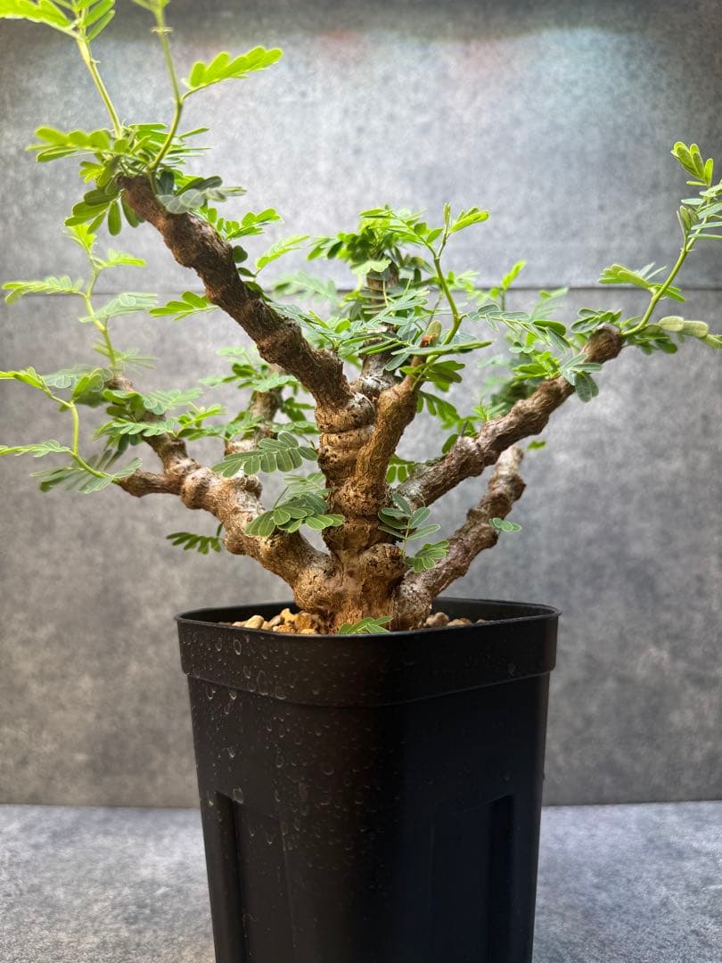 センナ　メリディオナリス　海外実生　発根済み　428