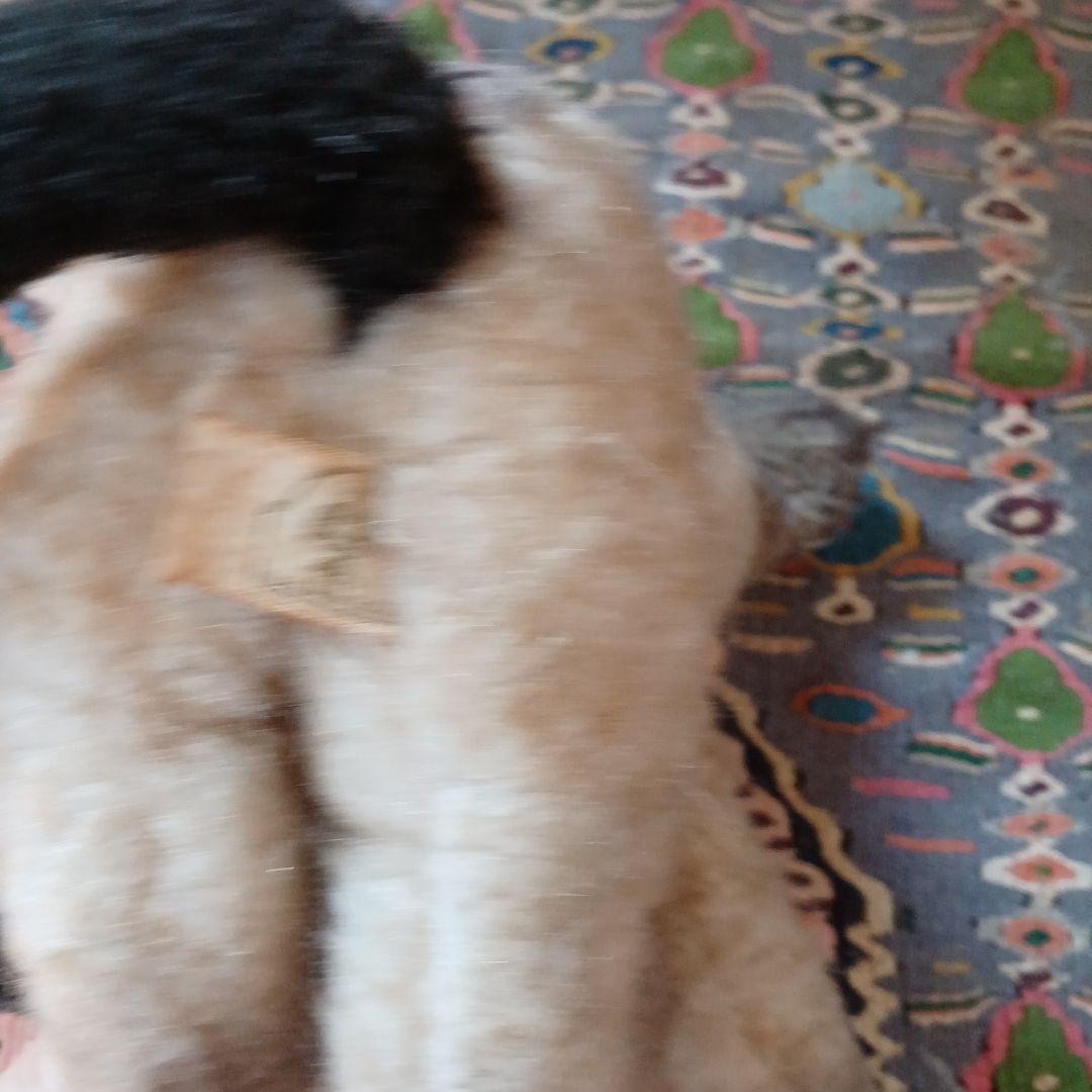 シャム猫ぬいぐるみ 首輪付き