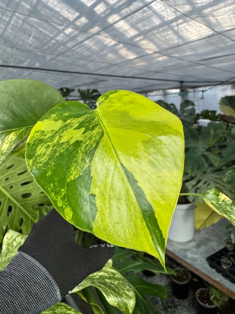 u*o様 K5モンステラ　イエローマリリン　黄斑入り