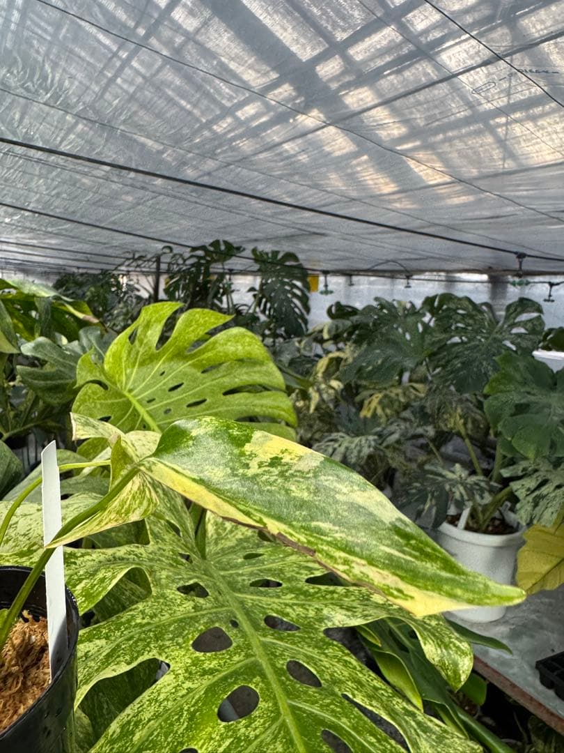 u*o様 K5モンステラ　イエローマリリン　黄斑入り