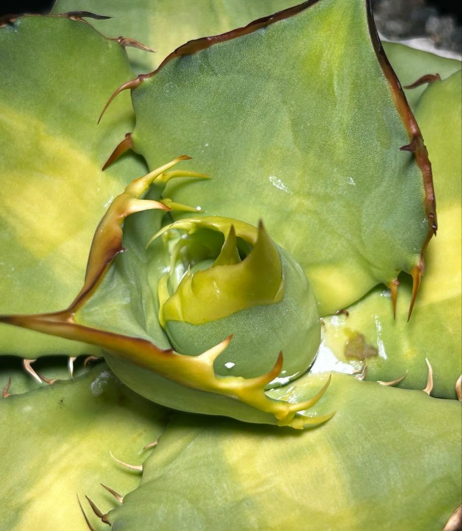 oaxaca oteroi 2023実生 バンド厚め 美株(オアハカ オテロイ