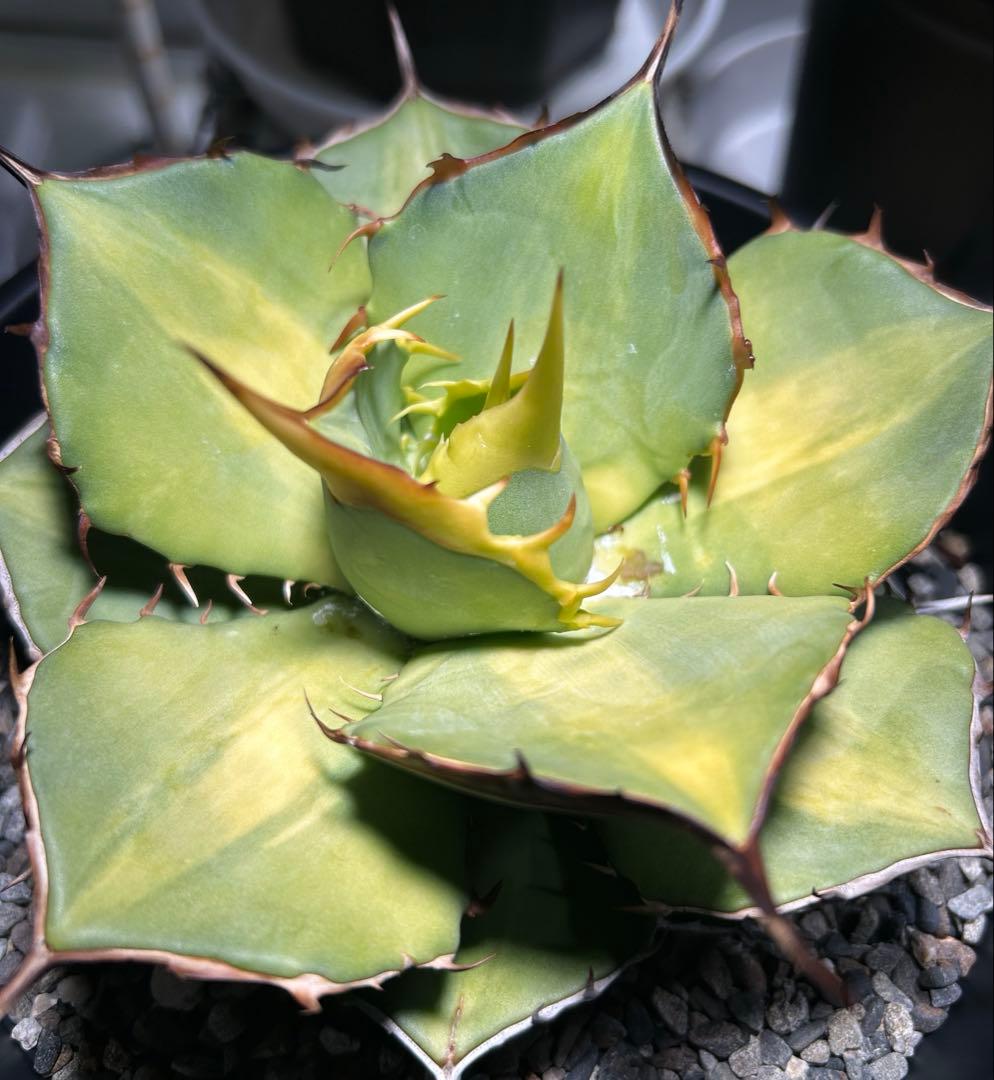 oaxaca oteroi 2023実生 バンド厚め 美株(オアハカ オテロイ