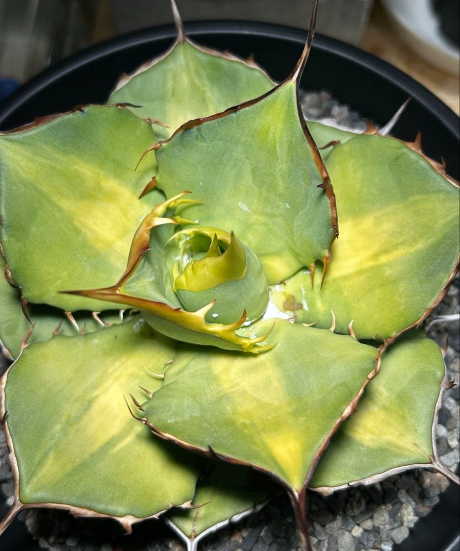 oaxaca oteroi 2023実生 バンド厚め 美株(オアハカ オテロイ