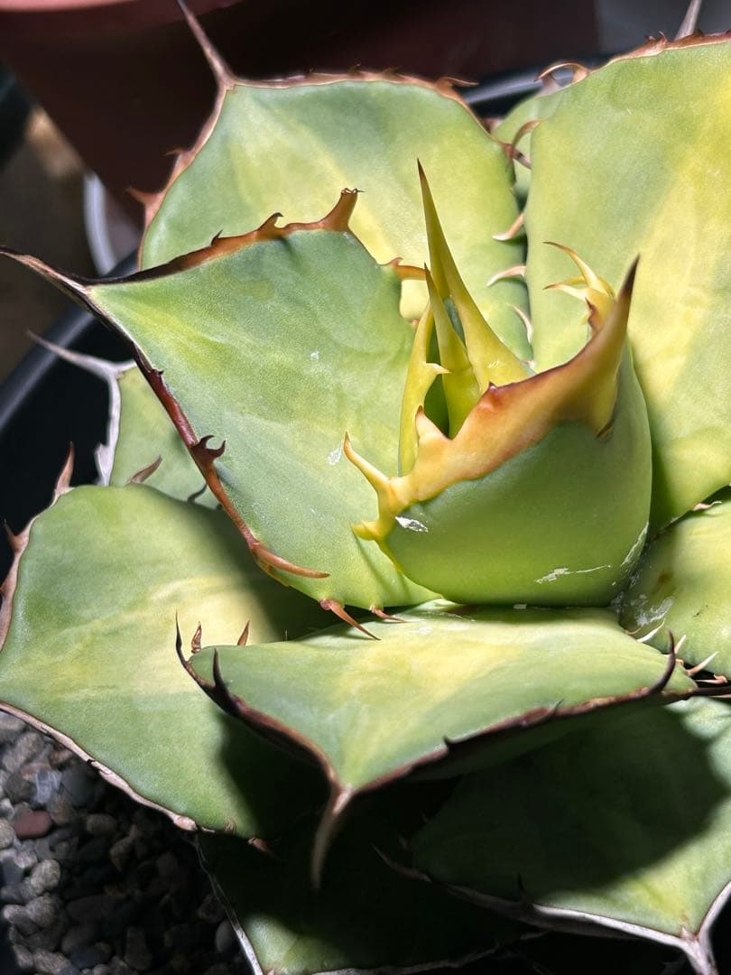 oaxaca oteroi 2023実生 バンド厚め 美株(オアハカ オテロイ