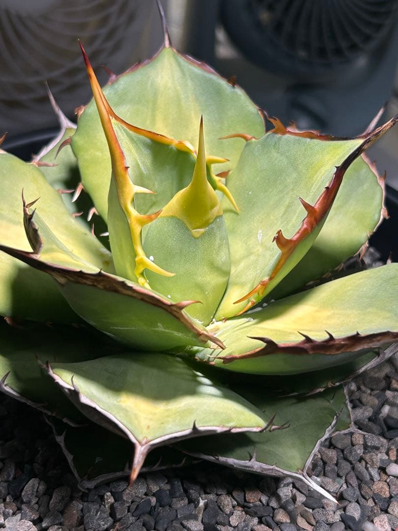 oaxaca oteroi 2023実生 バンド厚め 美株(オアハカ オテロイ