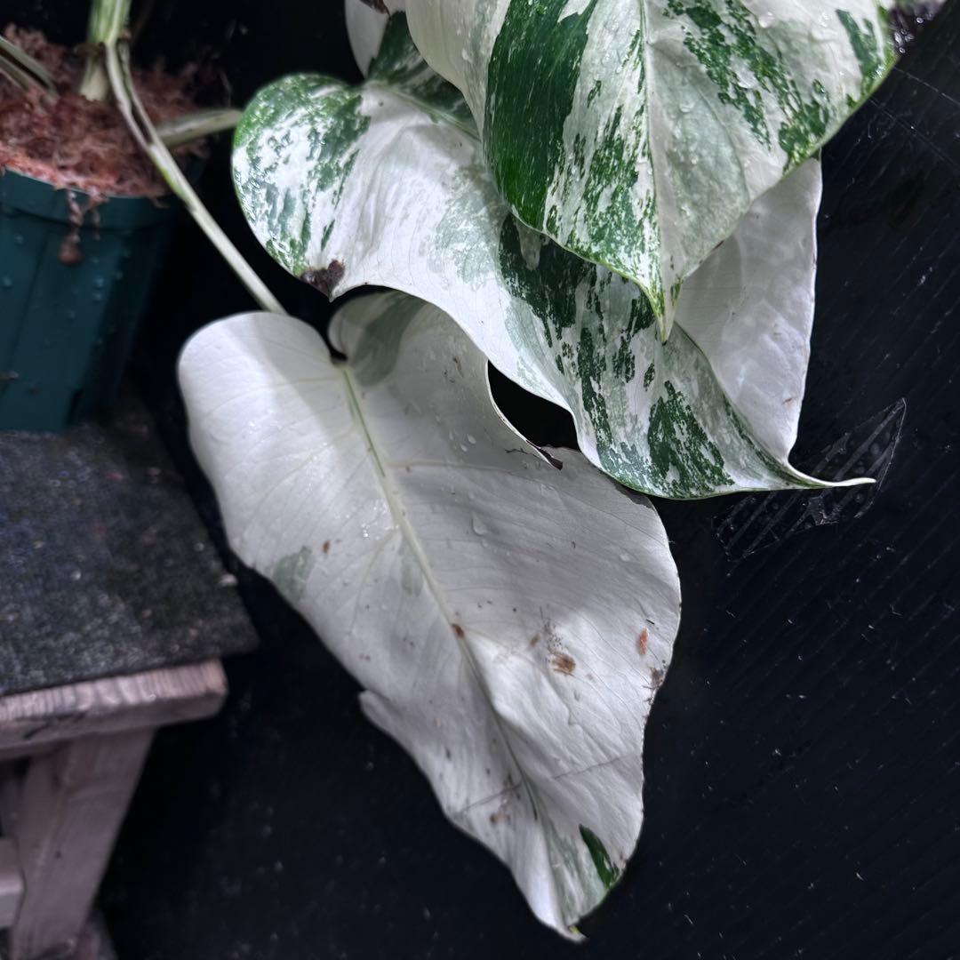 斑入りモンステラ ホワイトタイガー極美大株54cm白斑多