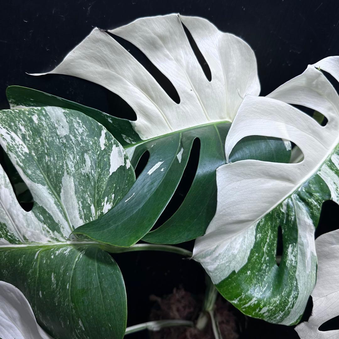斑入りモンステラ ホワイトタイガー極美大株54cm白斑多