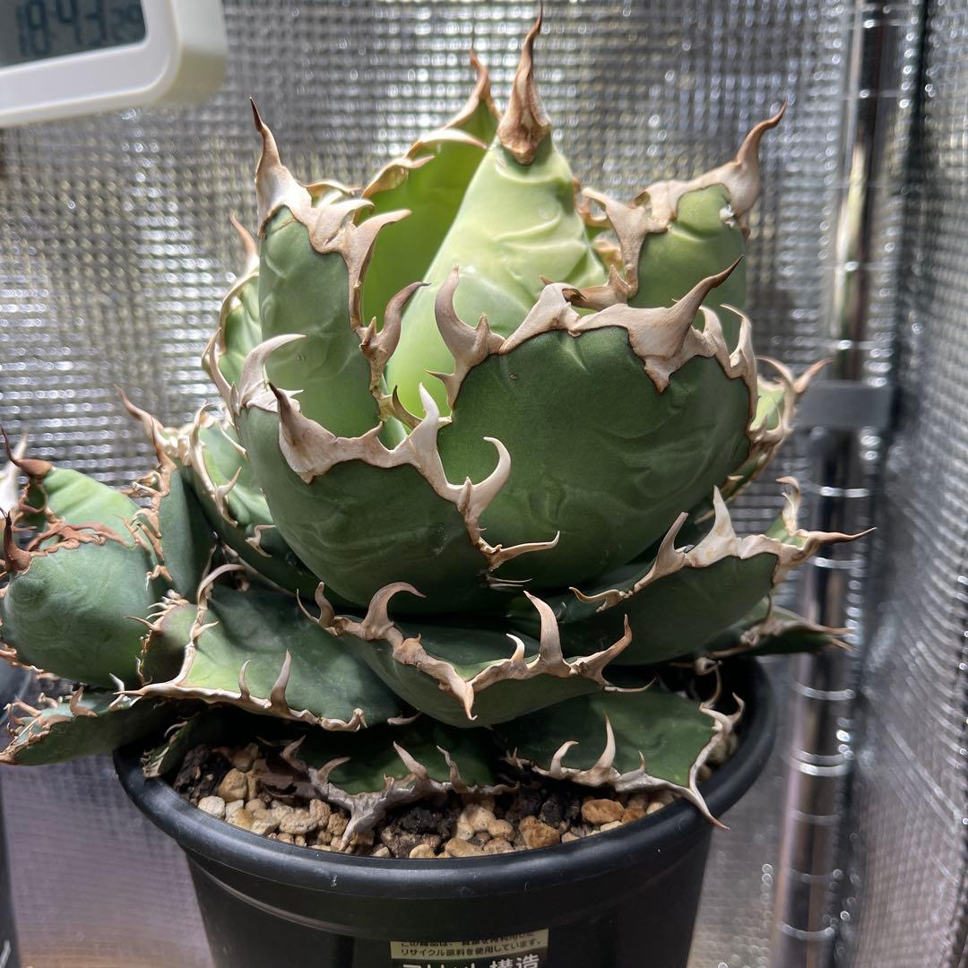 大特価　アガベ チタノタ　ボールタイプシーザー　凱撒　現品株　子株付き