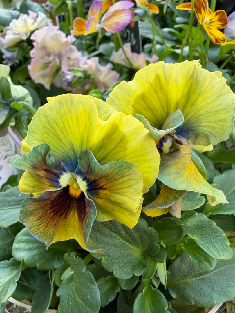 専用　アイクルール　金閣庭園の新緑