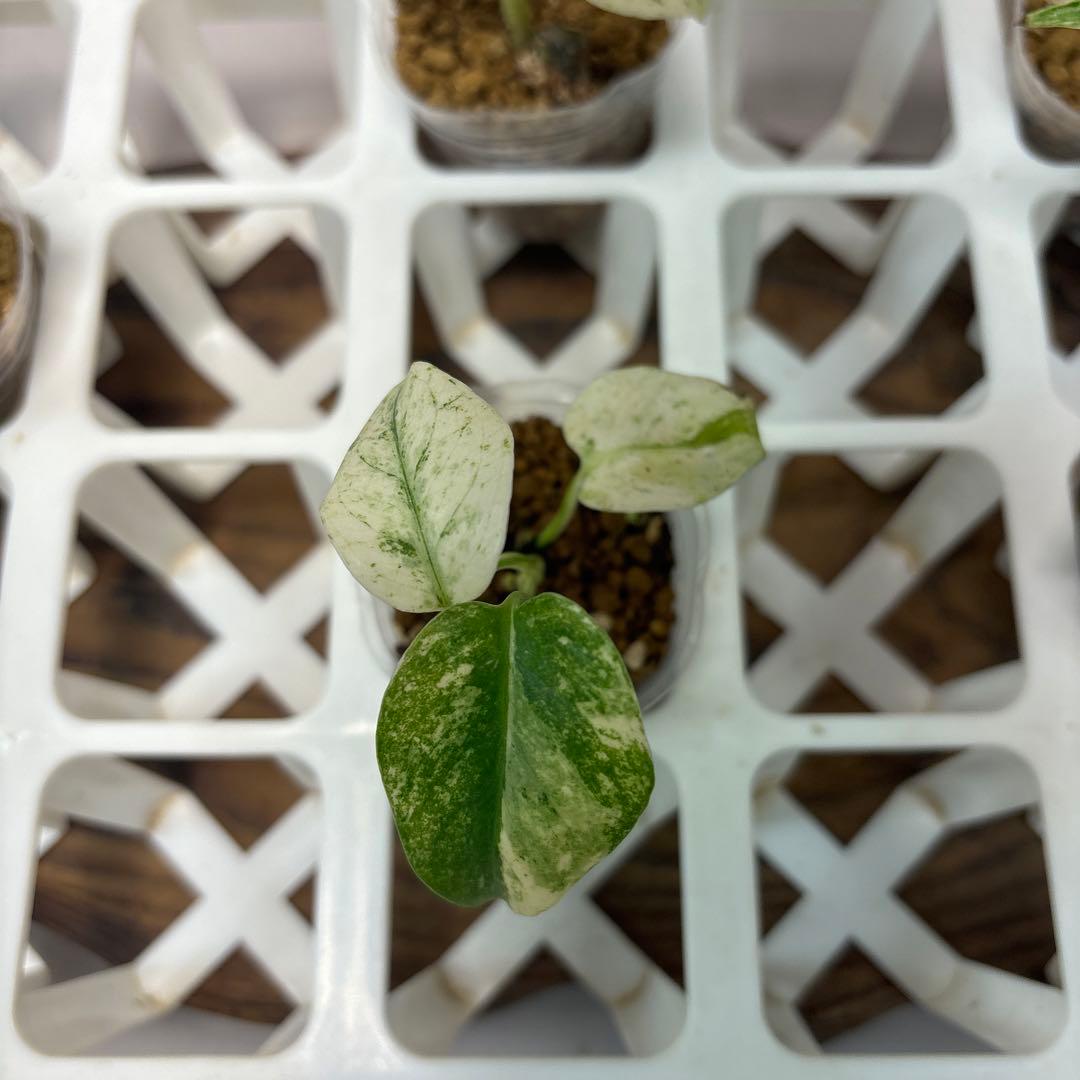 桃*郎様 5株セットms72【特別選抜】ホワイトモンスター／天津蘭 モンステラ斑