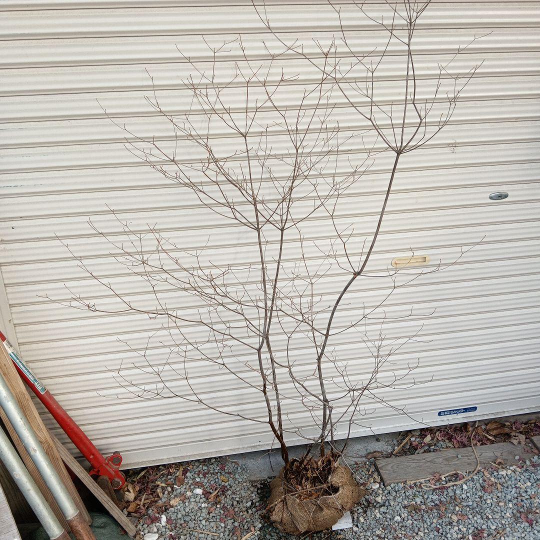 アブラツツジ　株立　山採り　山ドウダンツツジ