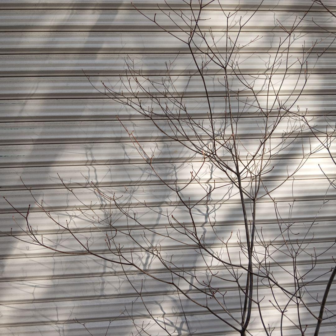 アブラツツジ　株立　山採り　山ドウダンツツジ