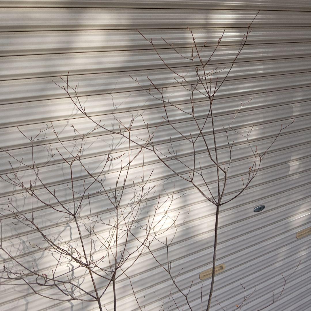 アブラツツジ　株立　山採り　山ドウダンツツジ