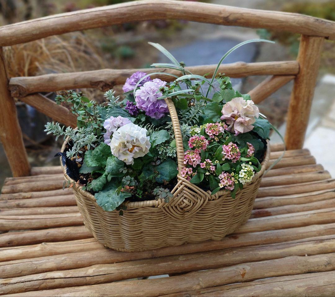 寄せ植え花　プリセドールcocoテイアラ