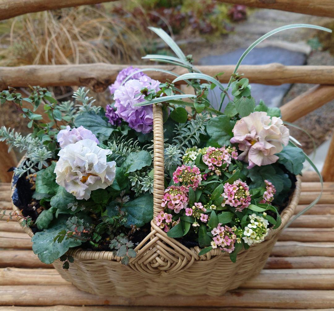 寄せ植え花　プリセドールcocoテイアラ