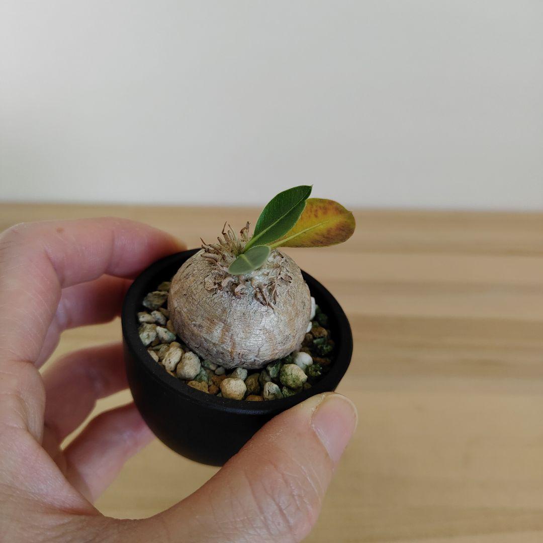 パキポディウム　ブレビカウレ　恵比寿笑い　現地株　プラ鉢ごと発送