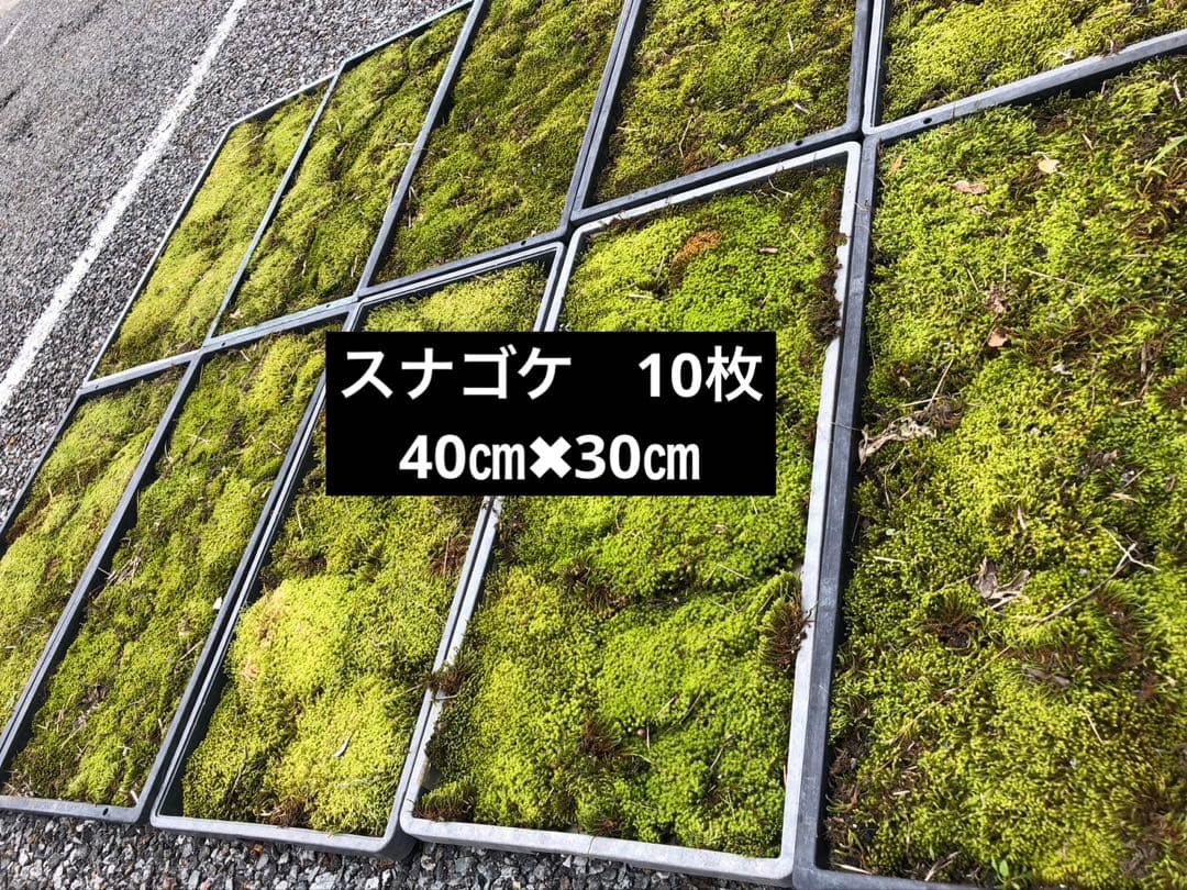 スナゴケ　砂苔　10枚 11,000円　送料込み　天然 40㎝✖︎30㎝
