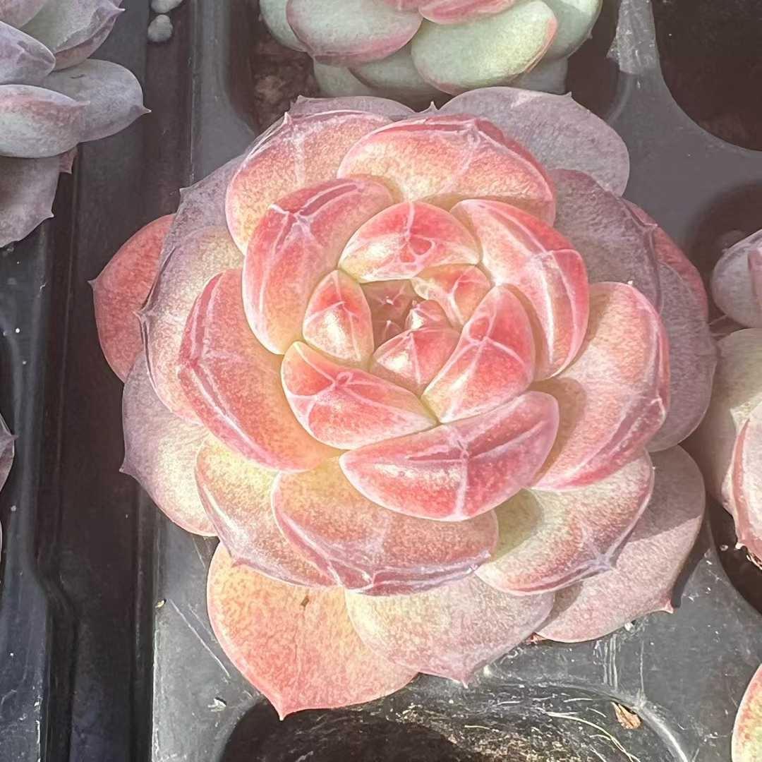 Top【選抜株】多肉植物　23489クリスタル　レーク 105個　プラグトレー苗