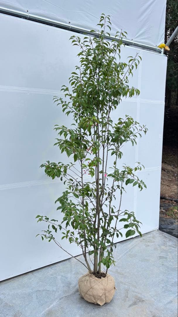 良形の株立 お庭の主役にどうぞ ソヨゴ 460 樹高1.9m位 常緑樹