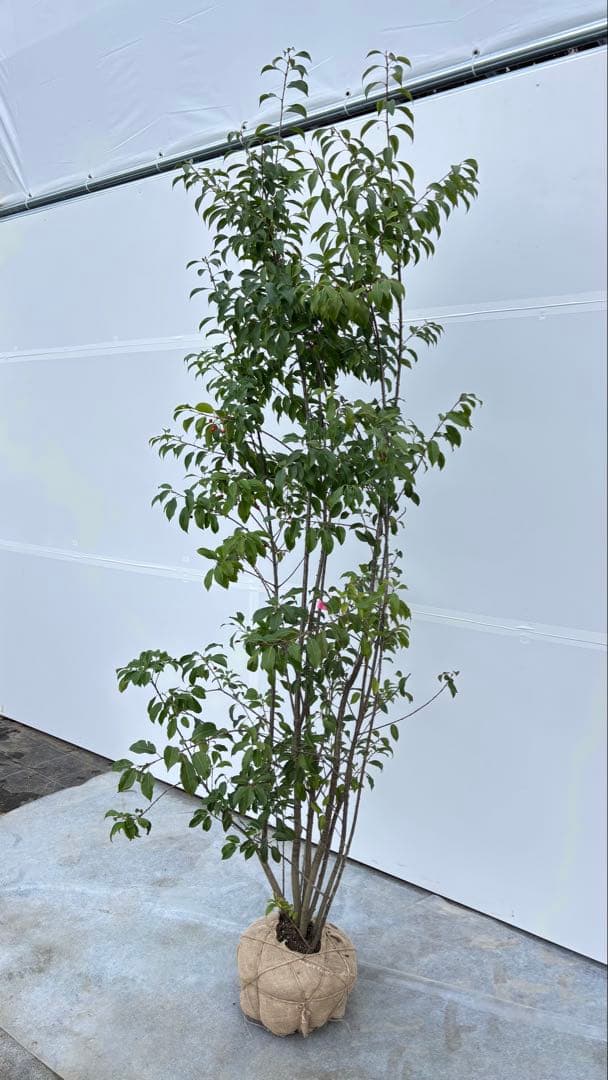 良形の株立 お庭の主役にどうぞ ソヨゴ 460 樹高1.9m位 常緑樹