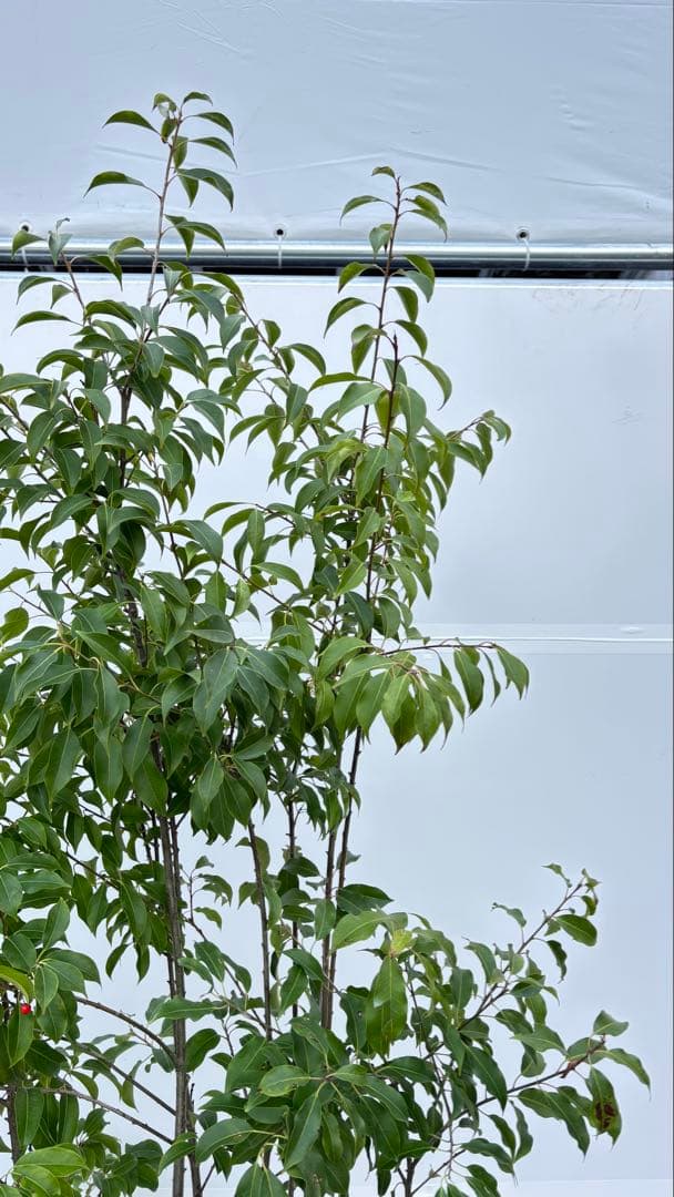 良形の株立 お庭の主役にどうぞ ソヨゴ 460 樹高1.9m位 常緑樹