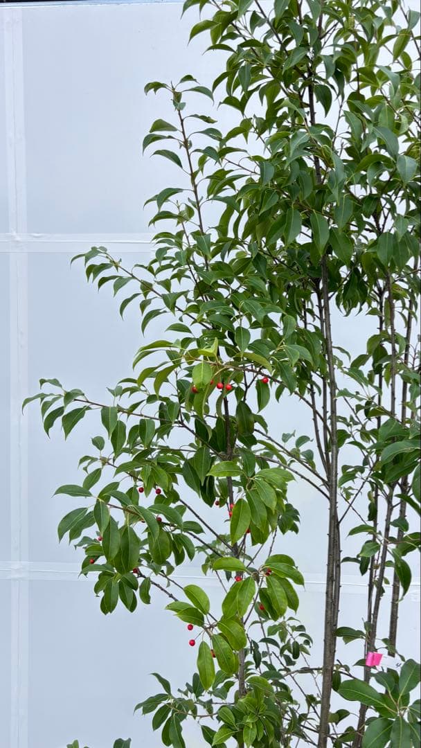 良形の株立 お庭の主役にどうぞ ソヨゴ 460 樹高1.9m位 常緑樹